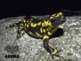 LA SALAMANDRA